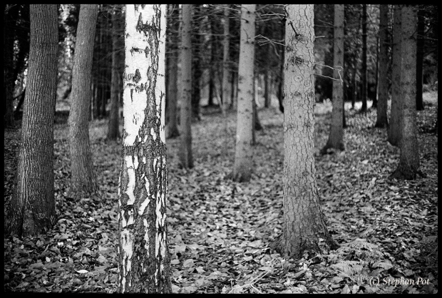 Birch amongst other trees Yashica Electro 35 GSN and Ilford HP4 Plus